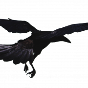Flying Hooded Crow