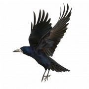 Flying Hooded Crow PNG Clipart