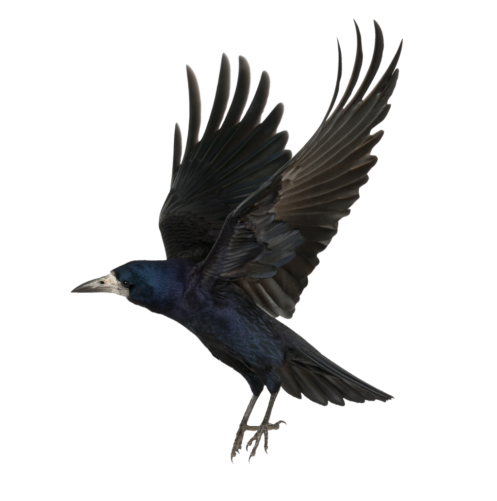 Flying Holded Crow Png Clipart - PNG All
