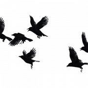 Flying Hooded Crow PNG Image