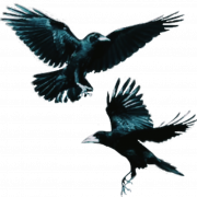 Flying Rook Bird PNG Clipart
