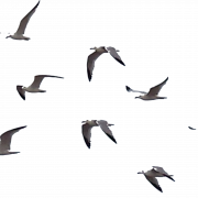 Flying Rook Bird PNG Download Image