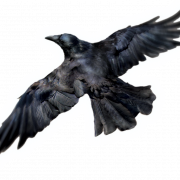 Flying Rook Bird PNG File