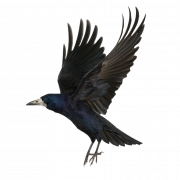 Flying Rook Bird PNG Free Download