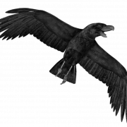 Flying Rook Bird PNG Image
