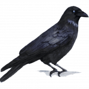 Hooded Crow Bird PNG