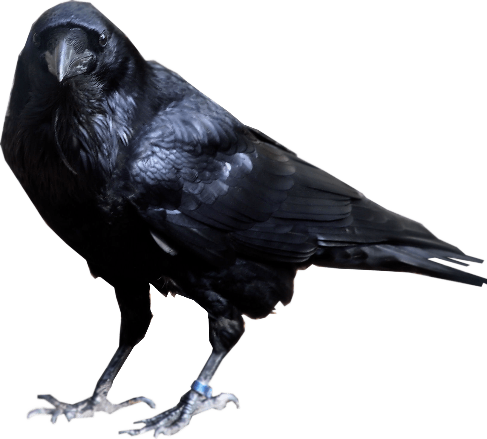غطاء محطّن Crow Bird Png Clipart - PNG All