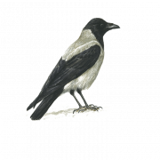 Hooded Crow Bird PNG File