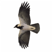 Hooded Crow Bird PNG High Quality Image