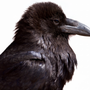 Hooded Crow Bird PNG Image