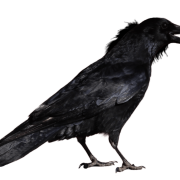 Hooded Crow Bird PNG Pic