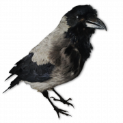 Hooded Crow PNG Clipart