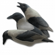 Hooded Crow PNG Free Image