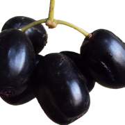Java Pflaumenfrucht PNG