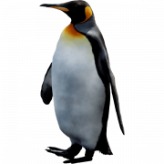 King Penguin Bird PNG