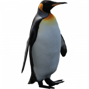 King Penguin Bird PNG Image File