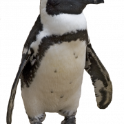 King Penguin Bird PNG Pic