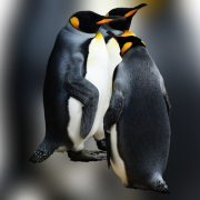 King Penguin Bird Transparent