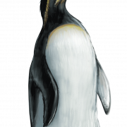 King Penguin PNG