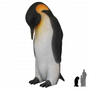 King Penguin PNG Download Image