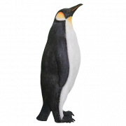 King Penguin PNG Free Download