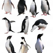 King Penguin PNG Image