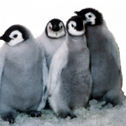 King Penguin PNG Image File