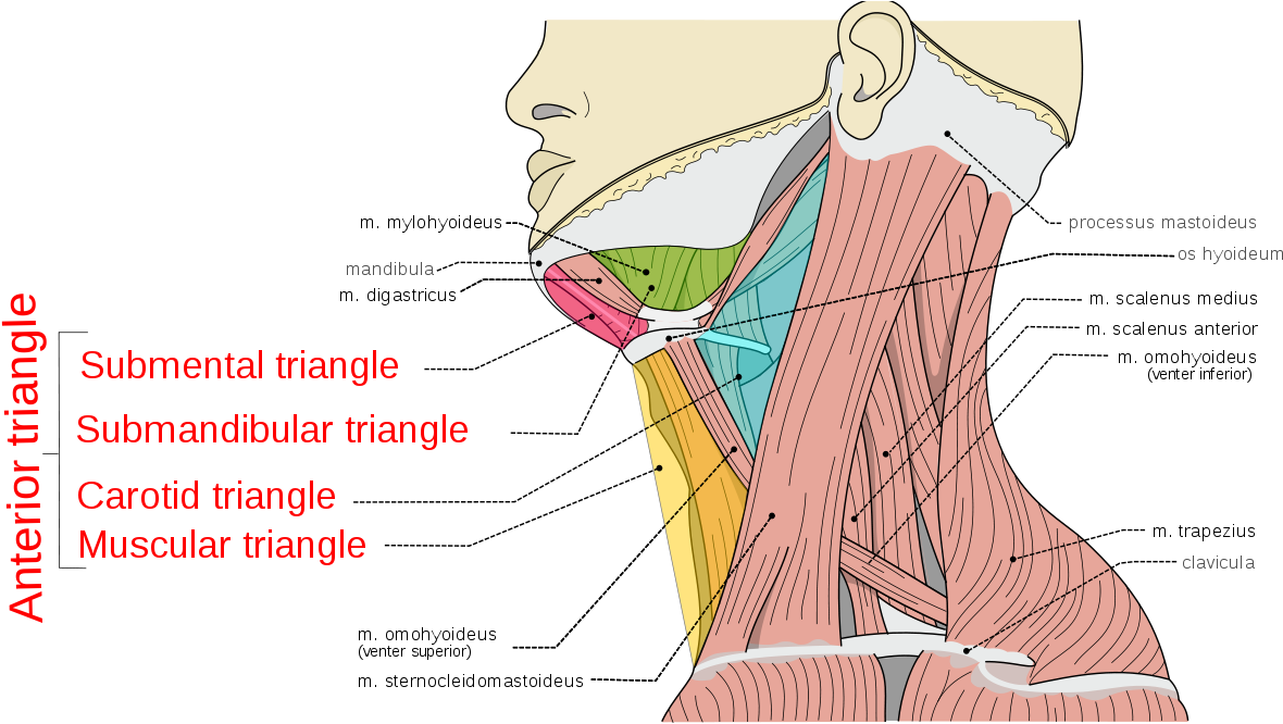 Neck Pain PNG Image