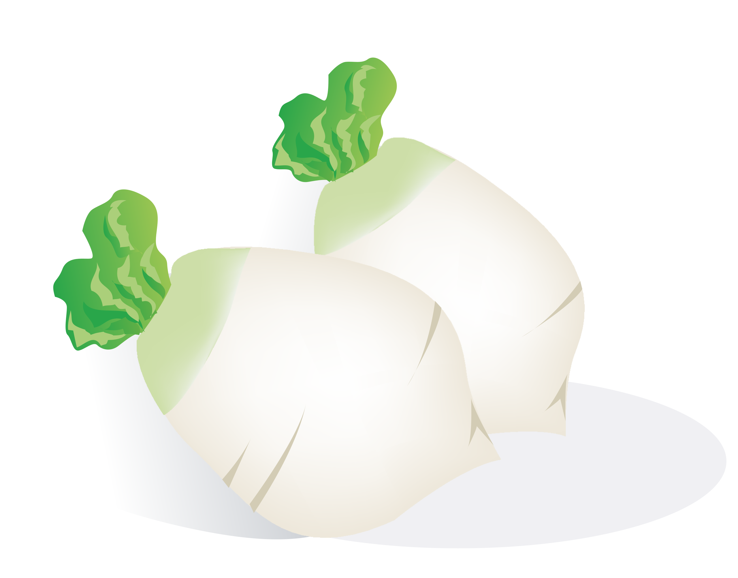 Radish Vector PNG Picture