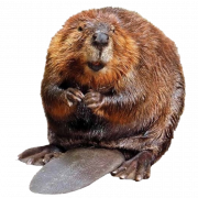 Real Beaver