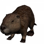 Real Beaver PNG Clipart