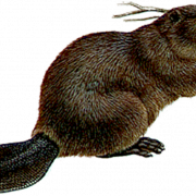Real Beaver PNG Free Image