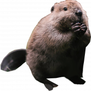Real Beaver PNG Picture