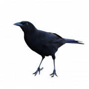 Rook Bird PNG