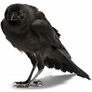 Rook Bird PNG Download Image