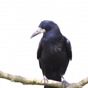 Rook Bird PNG File
