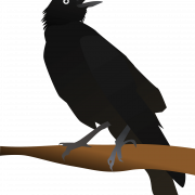 Rook Bird PNG Free Download