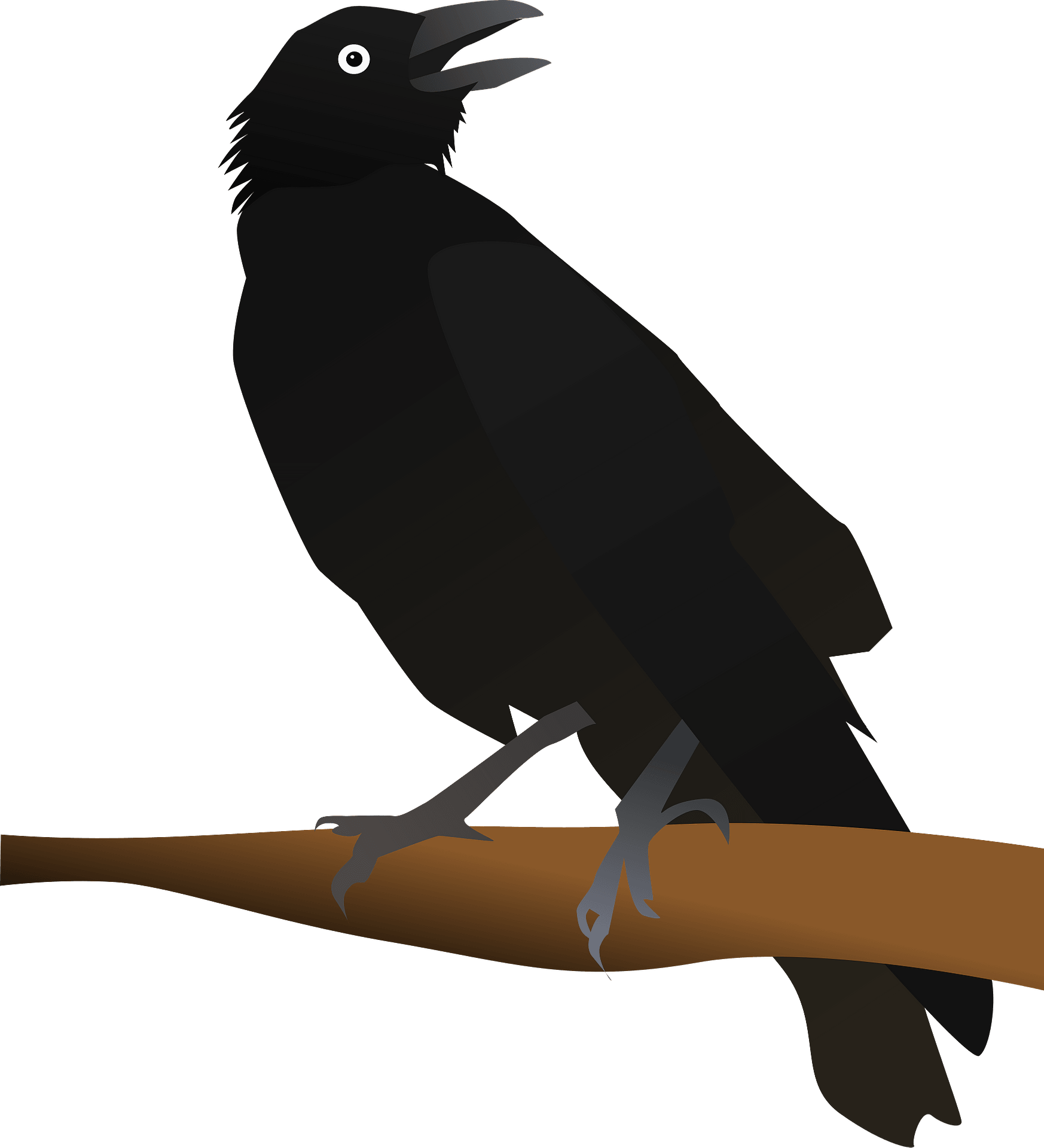 Juvenile rook | Juvenile rook (Corvus frugilegus) standing o… | Flickr
