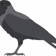 Rook Bird PNG HD Image