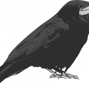 Rook Bird PNG High Quality Image