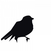 Rook Bird Silhouette PNG