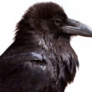 Sitting American Crow PNG