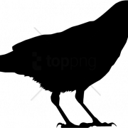 Sitting American Crow PNG Clipart