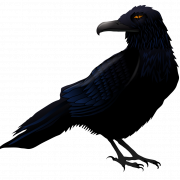 Sitting American Crow PNG Download Image