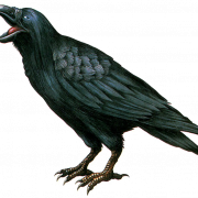 Sitting American Crow PNG File Download Free