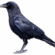 Sitting American Crow PNG Free Download