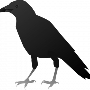 Sitting American Crow PNG HD Image