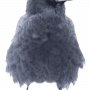 Sitting American Crow PNG Image File