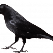 Sitting American Crow PNG Image HD