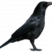 Sitting American Crow PNG Images